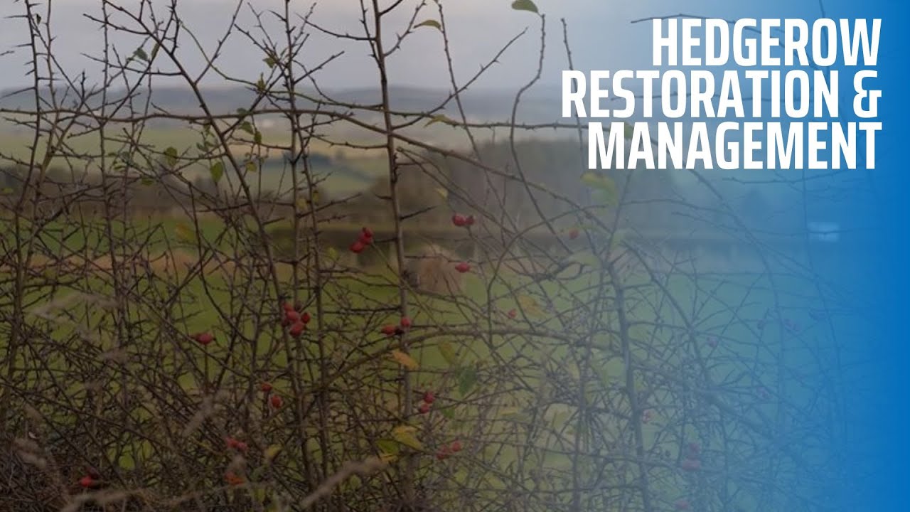 Hedgerow Restoration and Management
