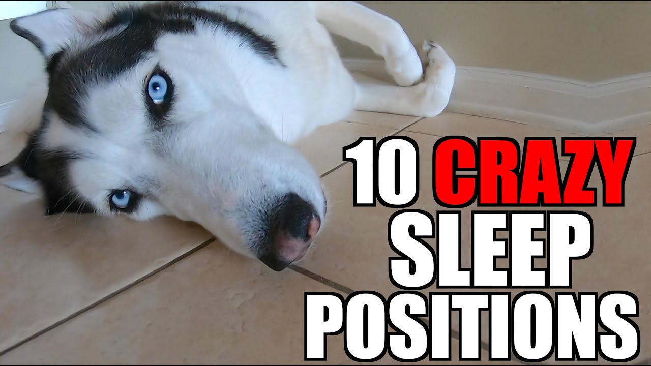 10 Crazy Ways That Huskies Sleep...