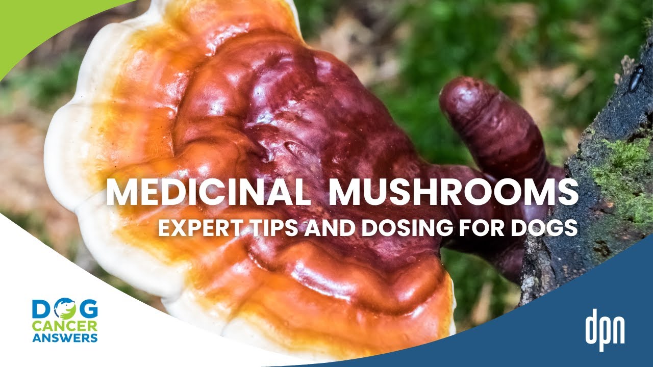 Can Dogs Eat Mushrooms? Expert Tips Plus Dosing! | Dr. Robert Silver