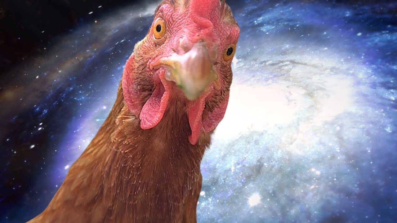 全てを理解してしまったニワトリ【鶏飼育】#84