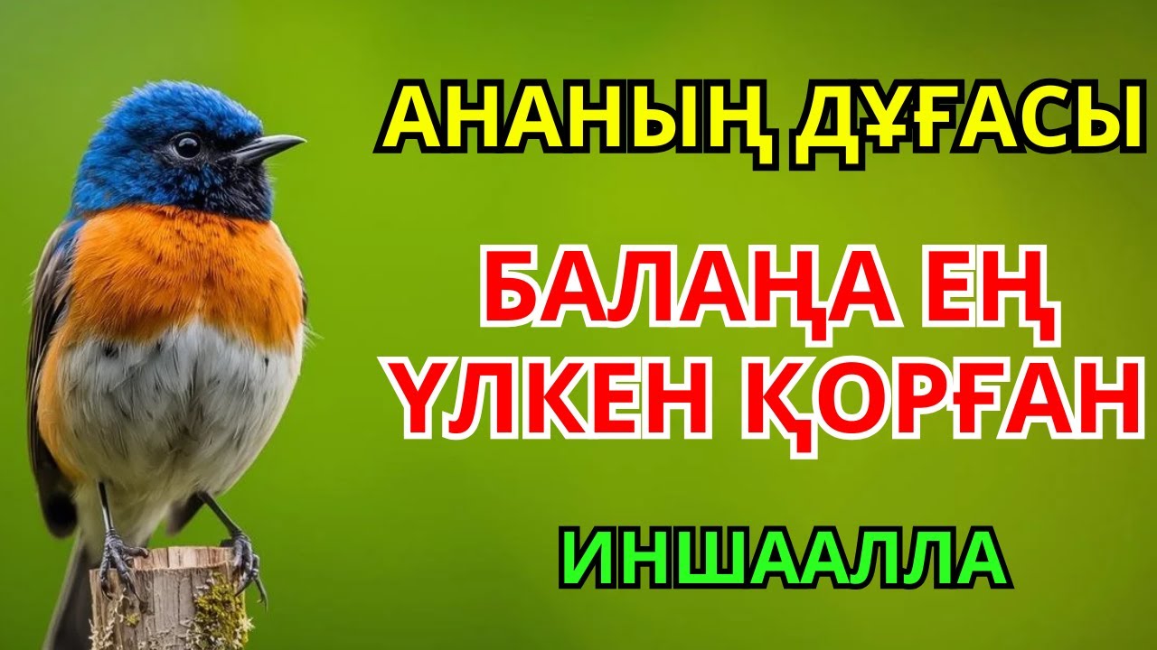 БАЛАҢДЫ ЖАМАН КӨЗДЕН, ҚАТЕРДЕН ҚОРҒАЙТЫН ДҰҒА – ӘР АТА-АНАҒА АРНАЛҒАН