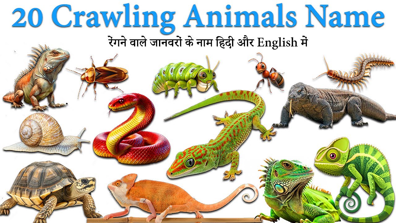 20 Crawling Animals Name for Kids 🐛 | Learn Insects & Reptiles with Fun Sounds & Pictures