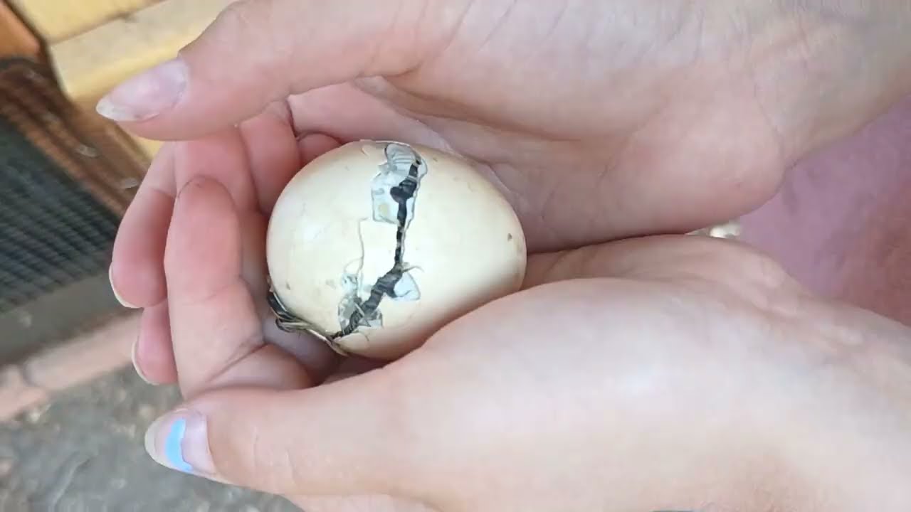 Are my Serama hens broody? How many chicks can they hatch on their own?