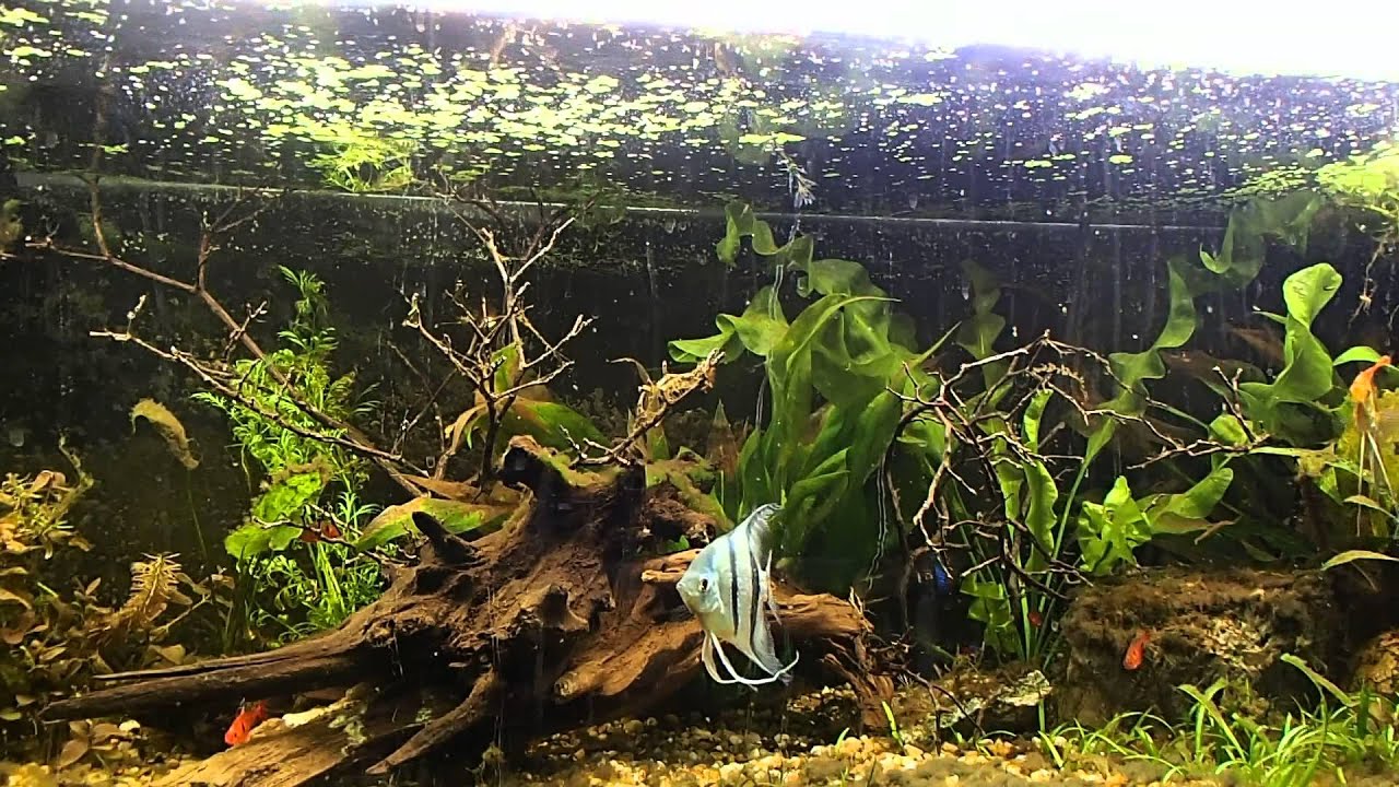driftwood in the aquarium FINDING CURING AND ADDING