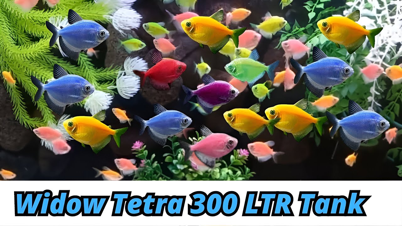 300L Glow & Widow Tetra Fish Tank Setup | Glofish Aquarium Guide | Urdu / Hindi