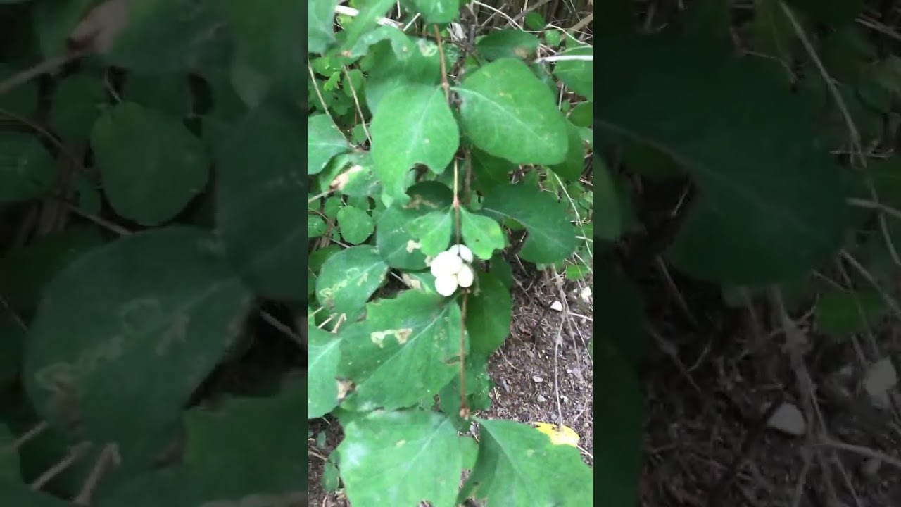 What are these white berries? #nature #forestfood