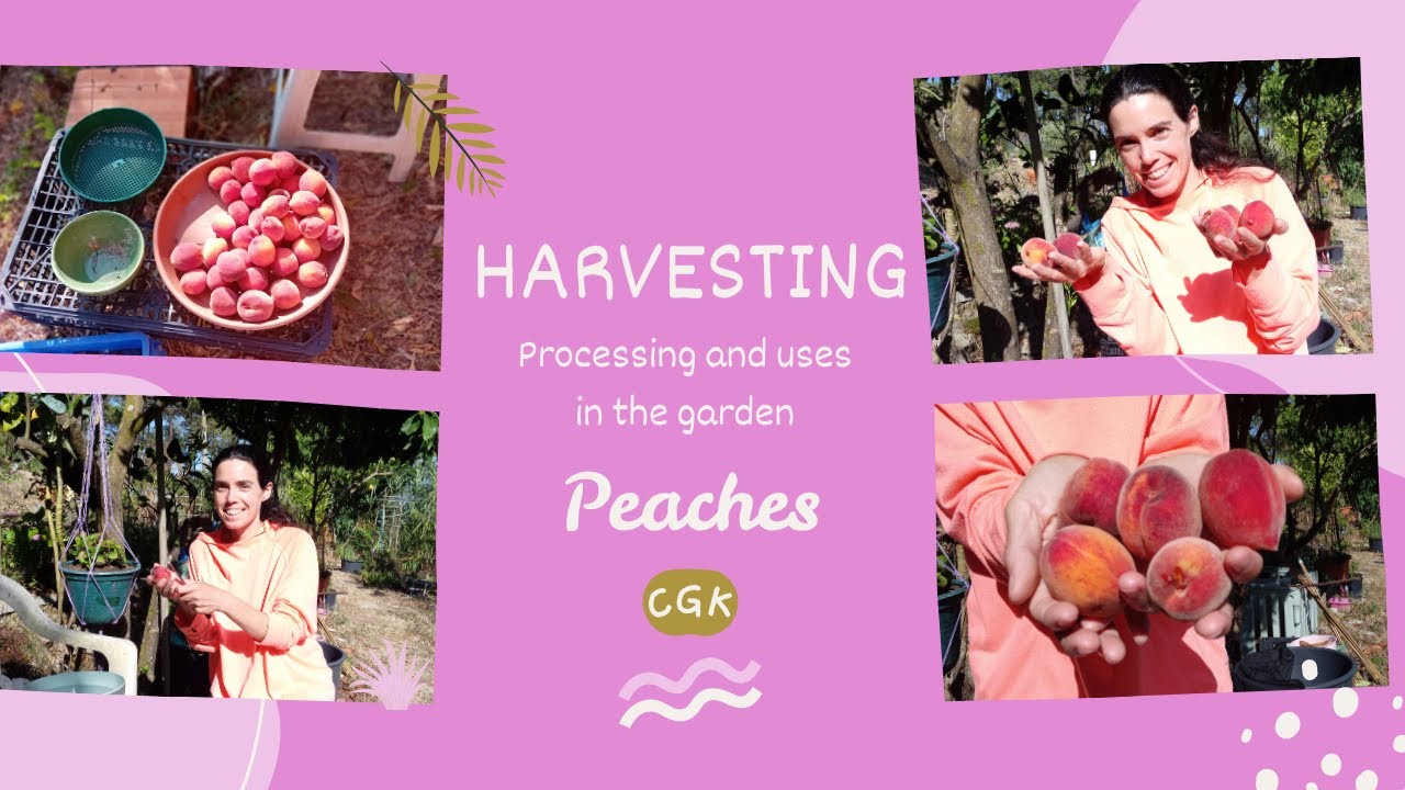 Peach Harvest , freezing and uses in the garden!