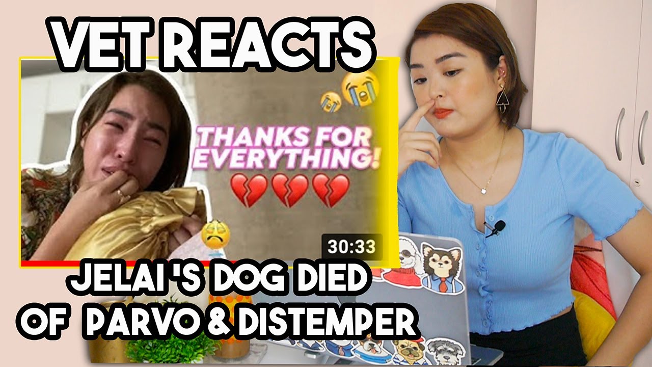 Vet Student reacts to Chicken (@JelaiAndres Dog) + PARVO and DISTEMPER FACTS