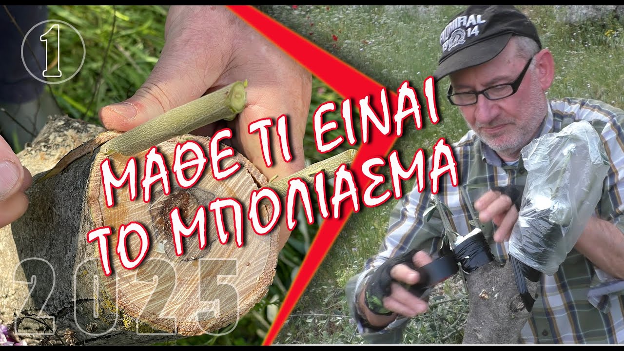 ΜΥΗΣΗ ΣΤO ΜΠΟΛΙΑΣΜΑ