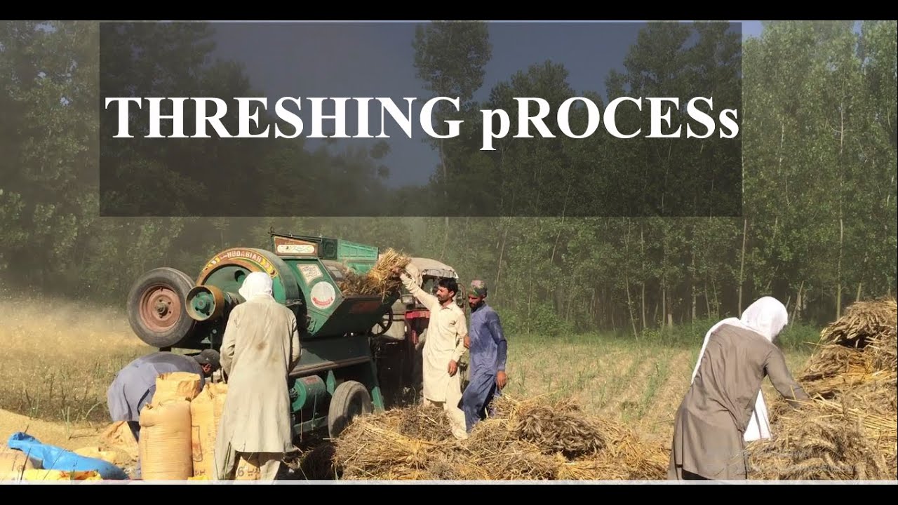 Threshing day at charsadda| Thressure da ghanamu #charsadda #threshingfloor