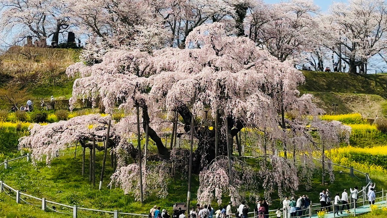 【三春滝桜】推定樹齢1000年越の日本三大桜。満開の春の日にお花見に行こう！/福島県三春町/大人の放課後リョウ/