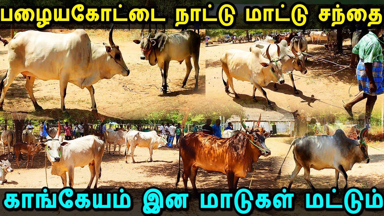mattu santhai | palayakottai mattu santhai | நாட்டு மாட்டு சந்தை | மாட்டு சந்தை | காங்கேயம் காளை