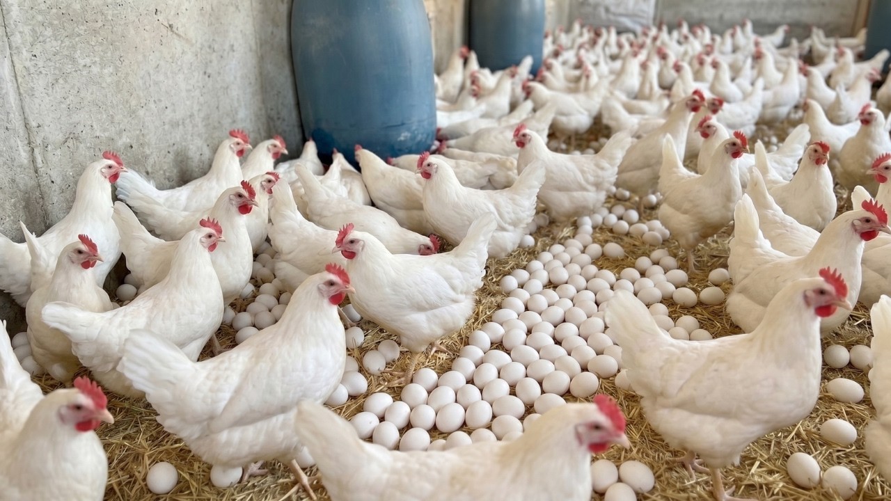 Collecting Fresh Eggs Every Morning | Amazing Chicken Farm Routine 🥚🐔
