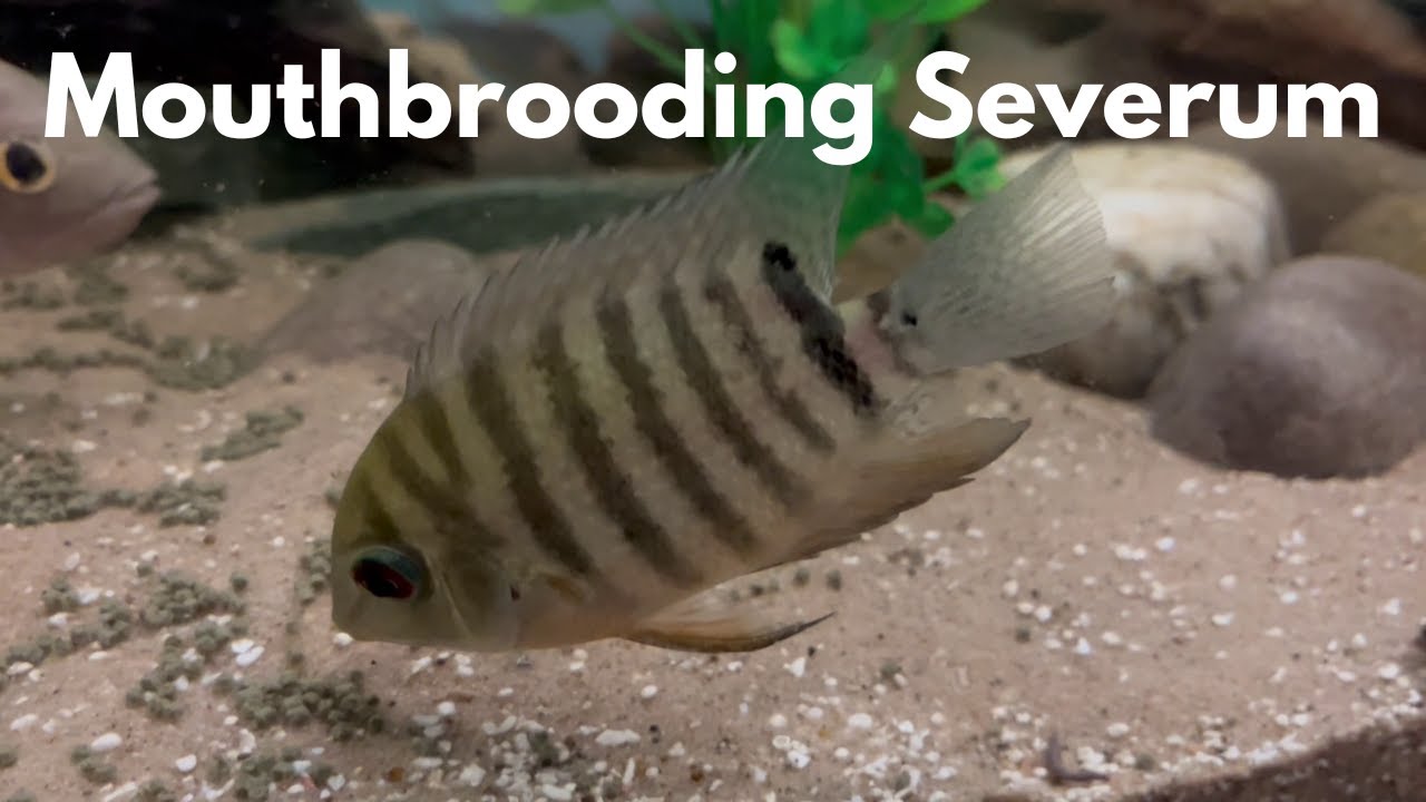 Heros liberifer Species Profile - The Mouthbrooding Severum