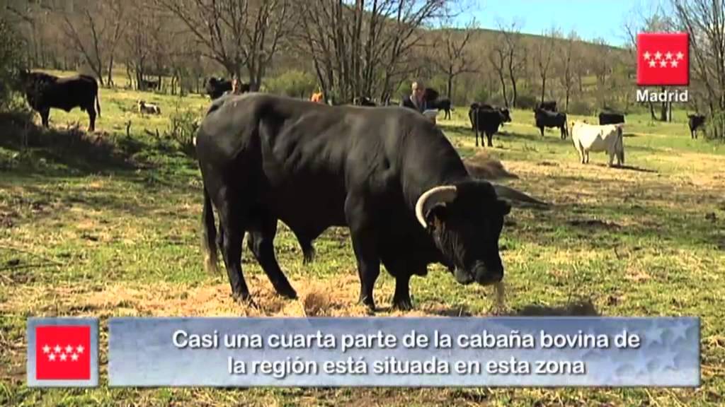 La Comunidad apuesta por la ganadería extensiva para proteger el Parque Nacional de Guadarrama