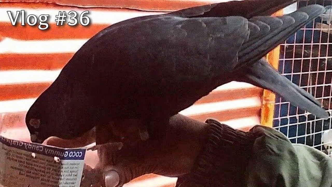 Vlog #36 | Simple Loft Vlog | Pigeon Vlog