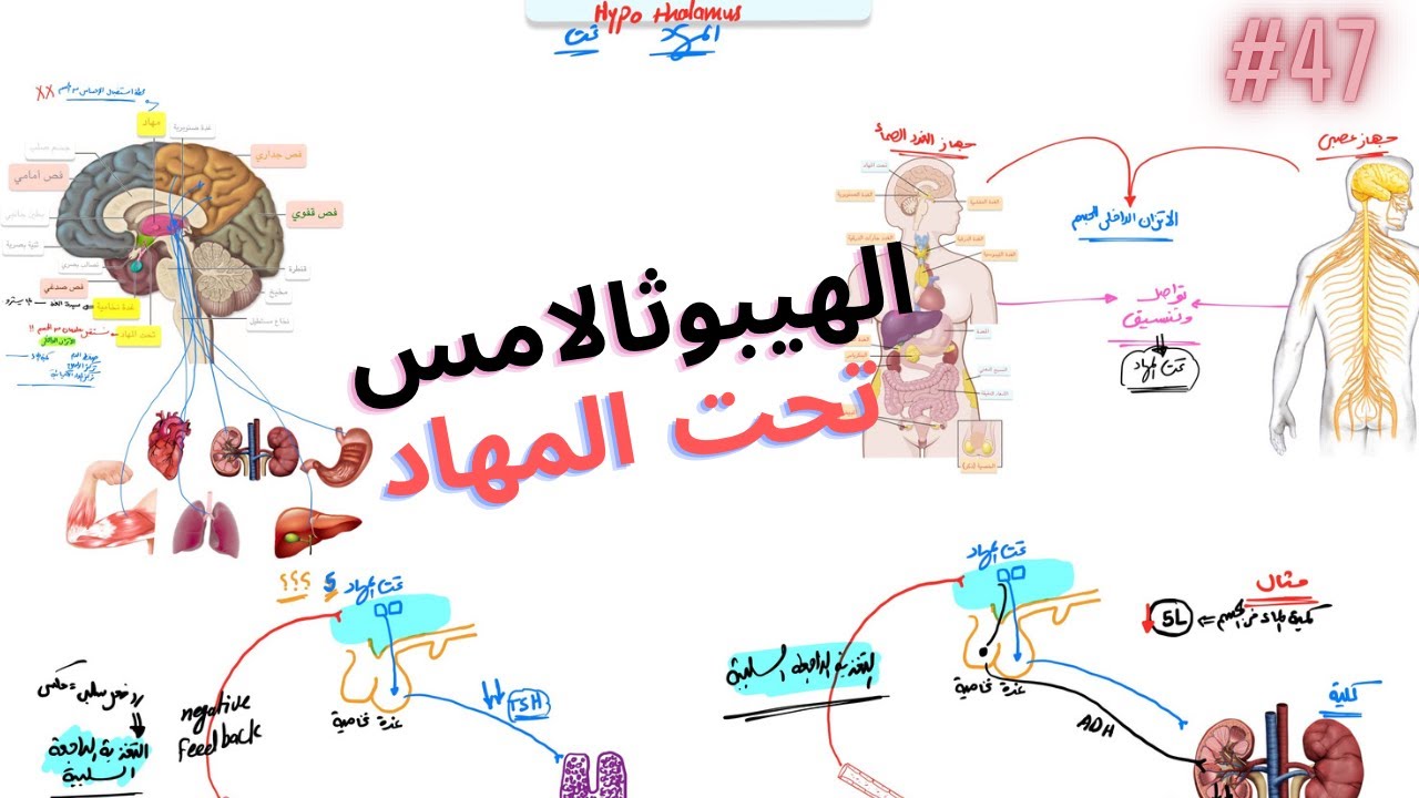 تحت المهاد الهيبوثالامس || كيف يحدث التواصل العصبي الهرموني ؟