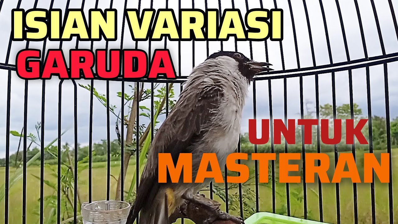 KUTILANG GACOR SUARA ISIAN VARIASI GARUDA AMPUH UNTUK PANCINGAN MASTERAN KUTILANG LAIN