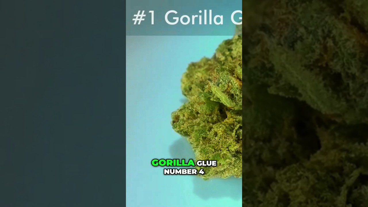 @WorldWeedWonders| Top Strain Alert: Gorilla Glue #4 🌿