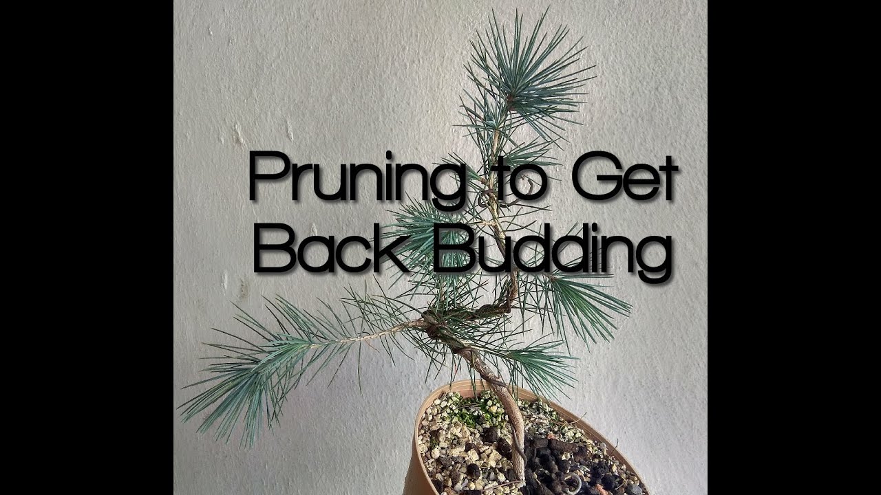 Spring Pruning to get Back-Budding. Pine Pre Bonsai