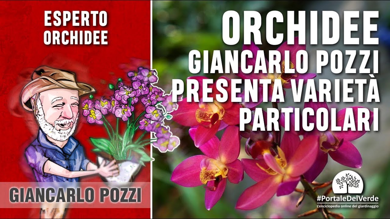 Giancarlo Pozzi ci presenta alcune orchidee molto particolari
