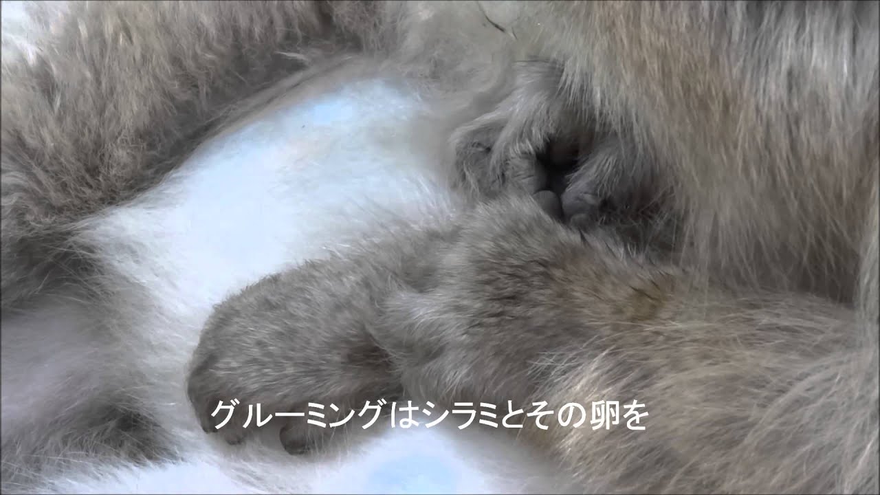 ニホンザルのグルーミング　地獄谷野猿公苑