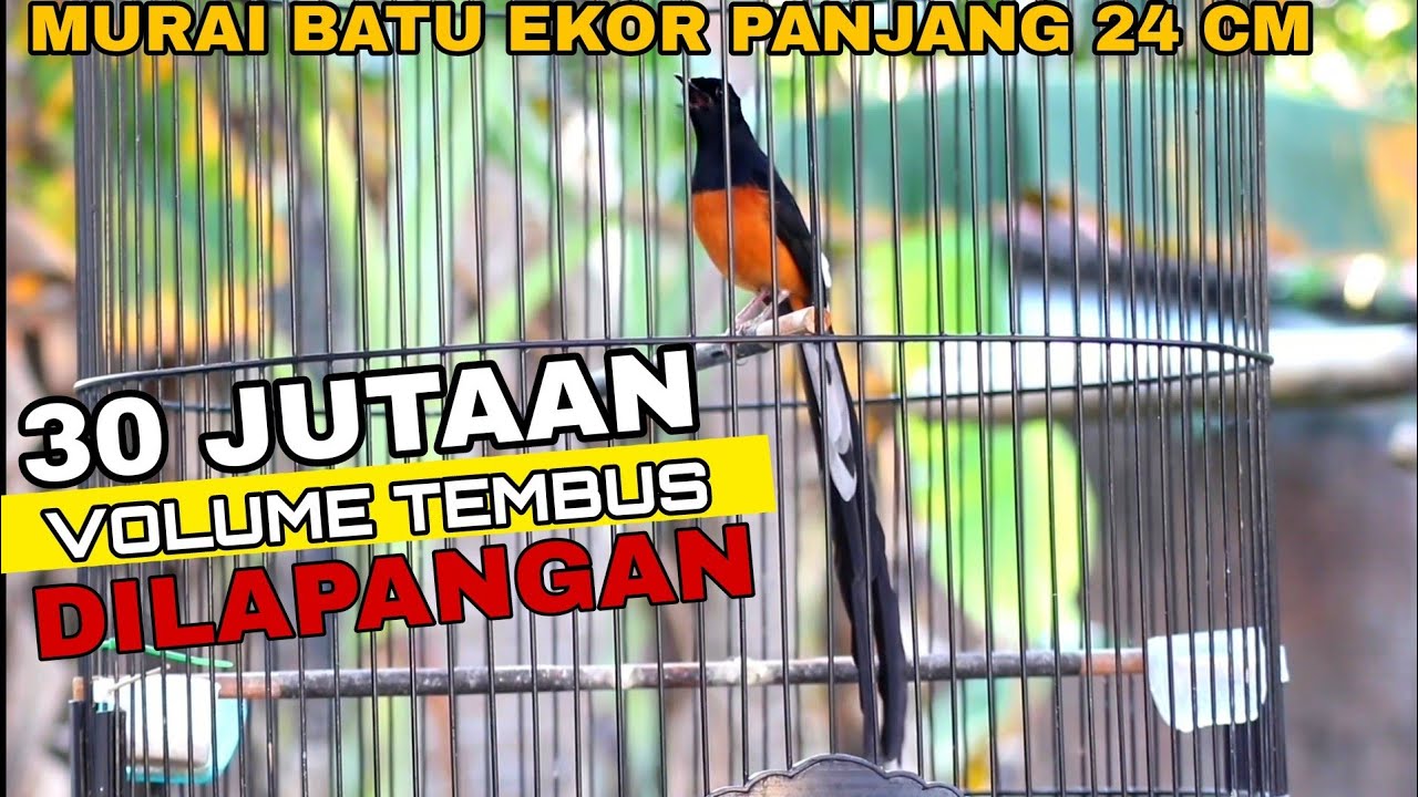 Murai batu ekor 24 cm volume tembus lapangan