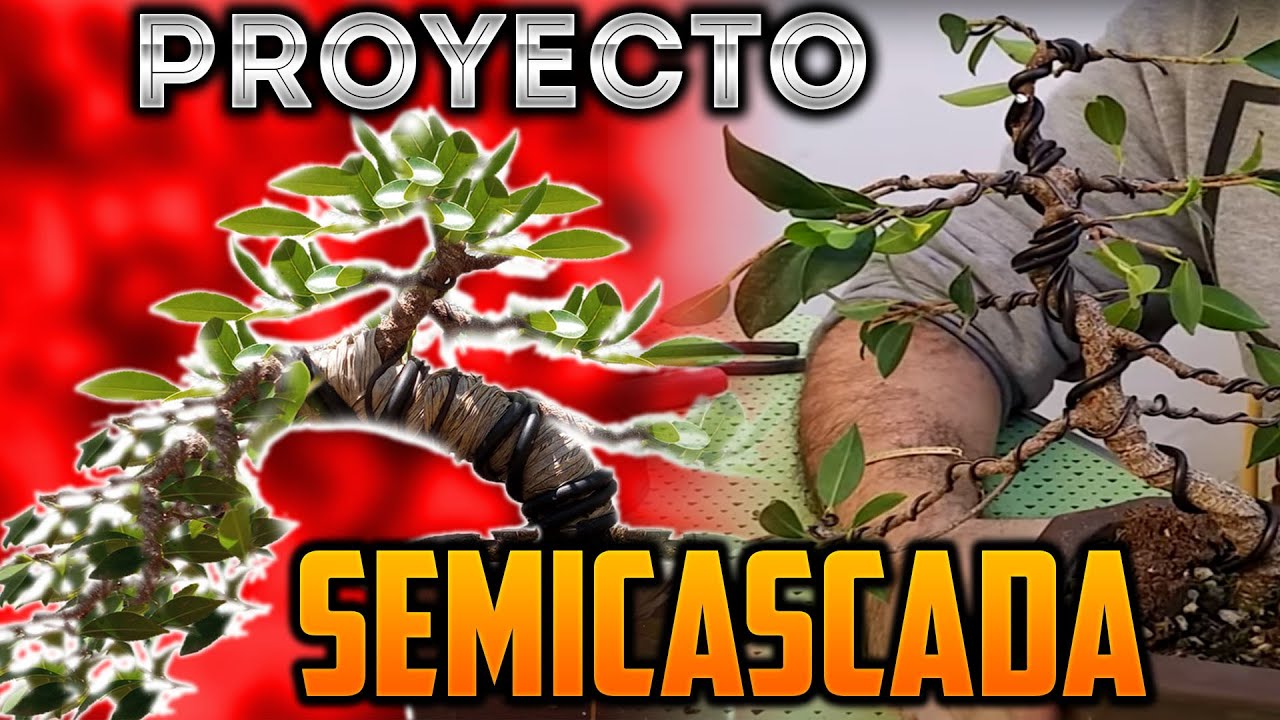 Proyecto Ficus Semicascada 2020