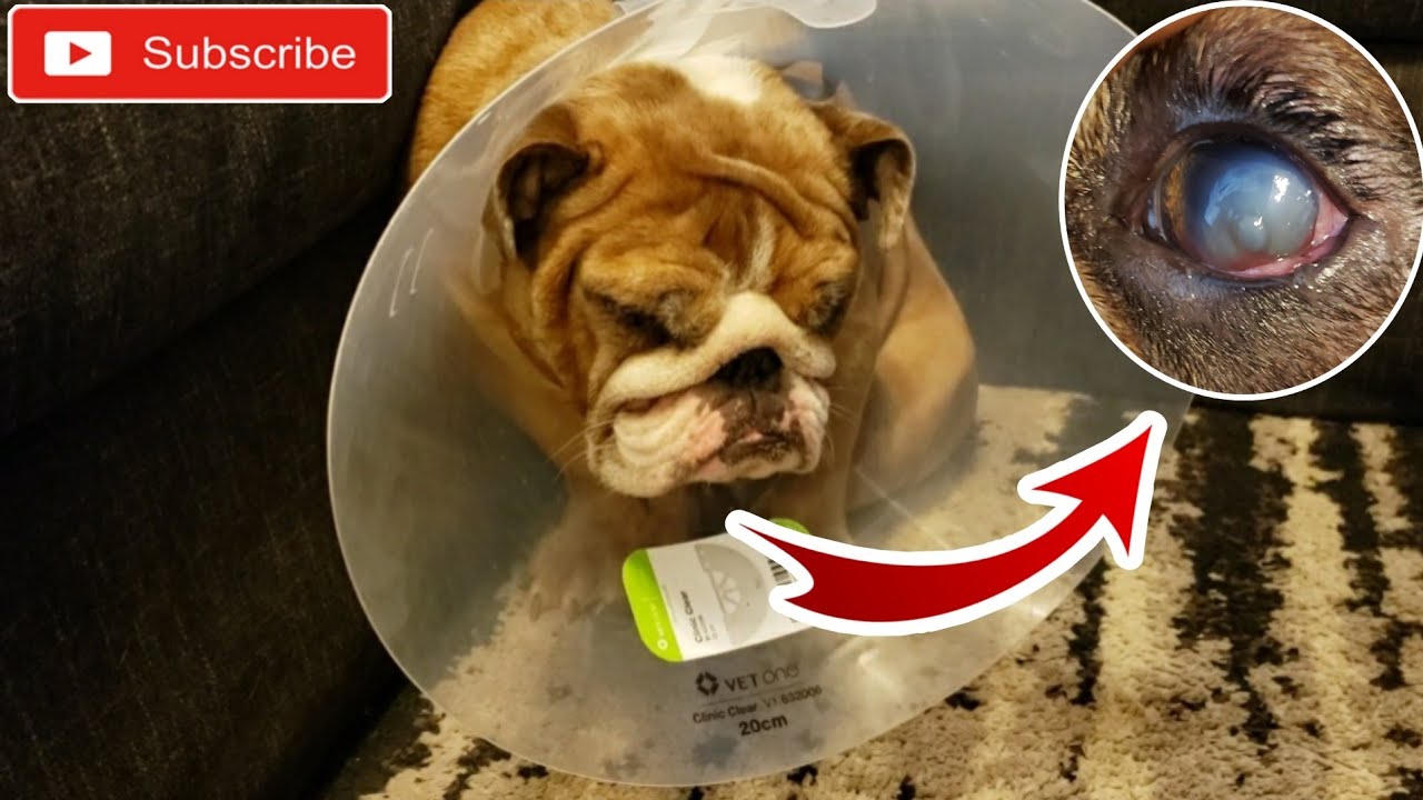 English Bulldog Gets EYE SURGERY/ Eyelid Removal