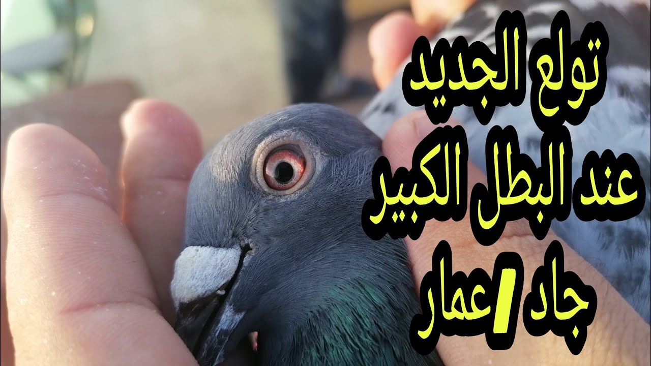 توليع عند البطل الكبير جاد /عمار صحبة البطل الكبير عنبوب عصام
