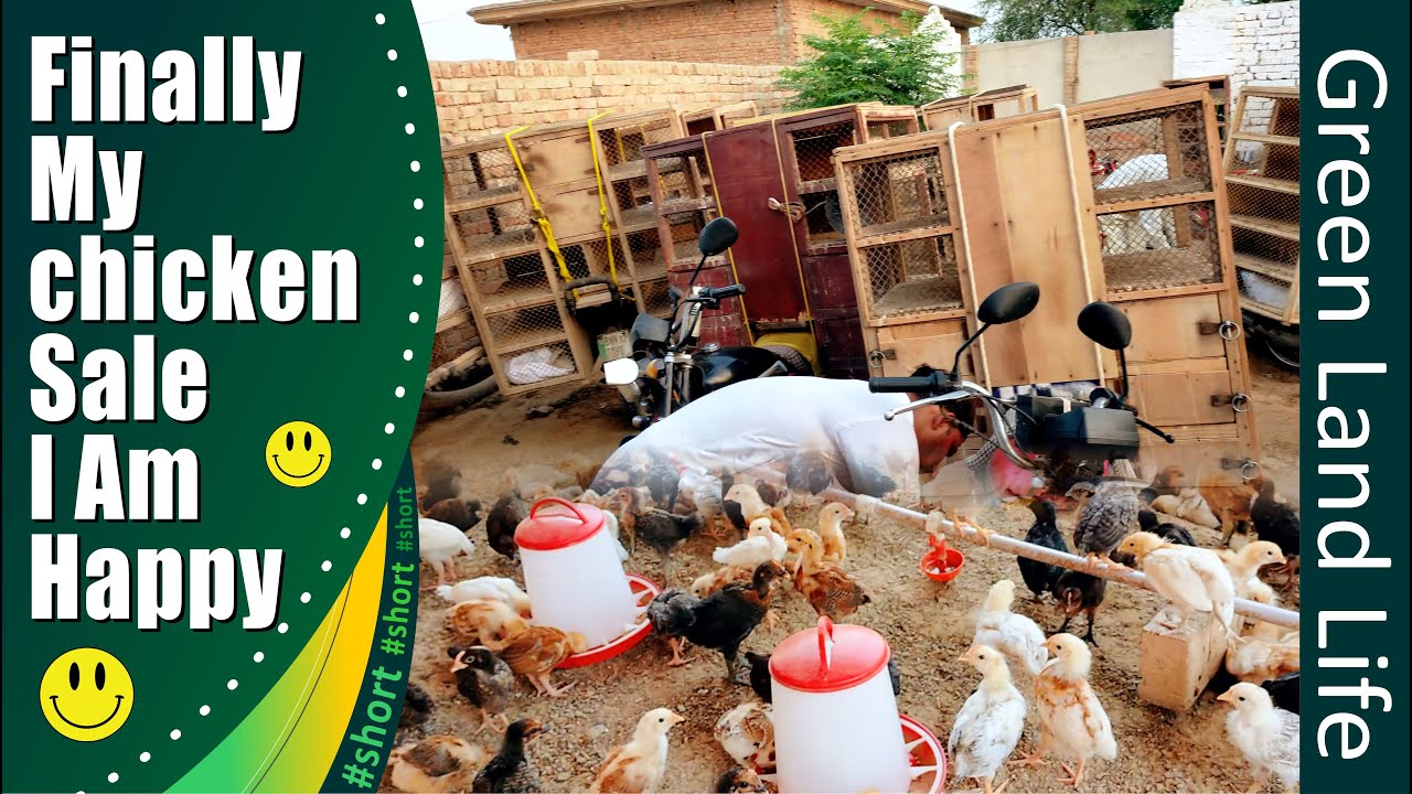 My golden misri 3000 chicken sale out #short #poultry