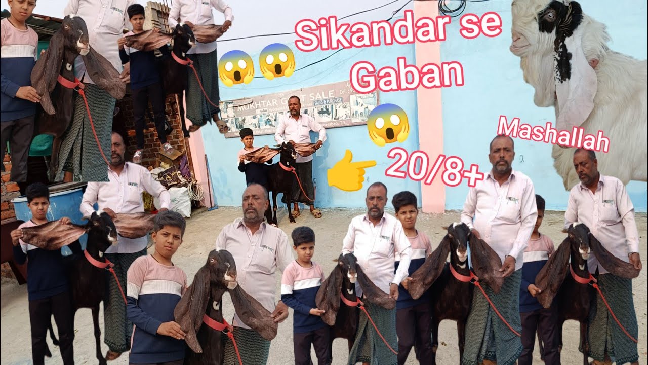 9603721597 & 9121286292 A1 Quality Daughter of Allah Rakha Hyderabadi Nasi Bakri Available HYD 