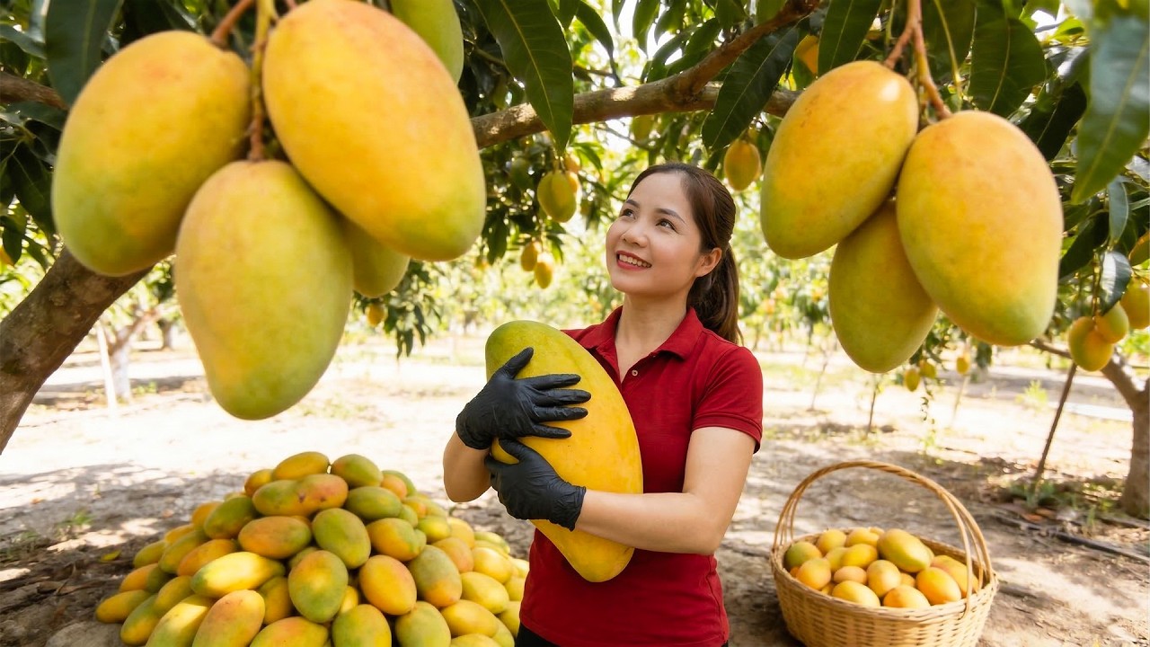 TIME LAPSE - Harvesting 1000+ Giant Australian Mangoes To Market | Making Spicy Chili Salt Snack