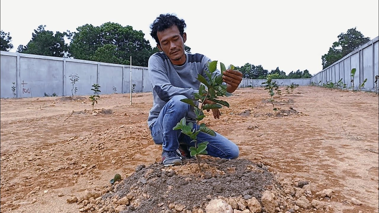 jambu Red Diamond usia 25 hari || kebun jambu sultan part 2