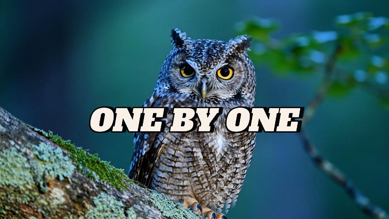 Deep Focus: Birds – 2 Hours of Gentle Bird Sounds for Light Focus & Relaxation