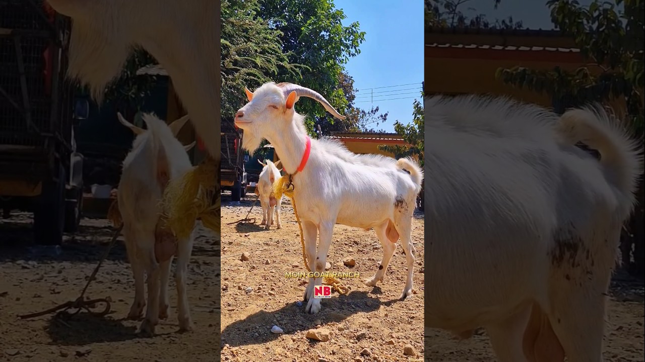 Dumba Bakra Bado Badi&hearts;️😍 #bakraeid #bakraeid2025 #bakraeidspecial #bakra #goats #trending #biggoats