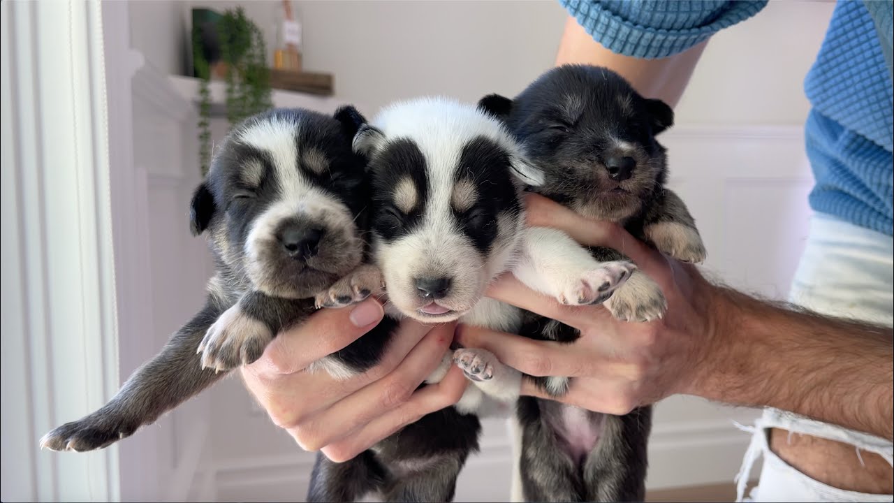 Naming All TWELVE of My Rescue Husky Puppies!