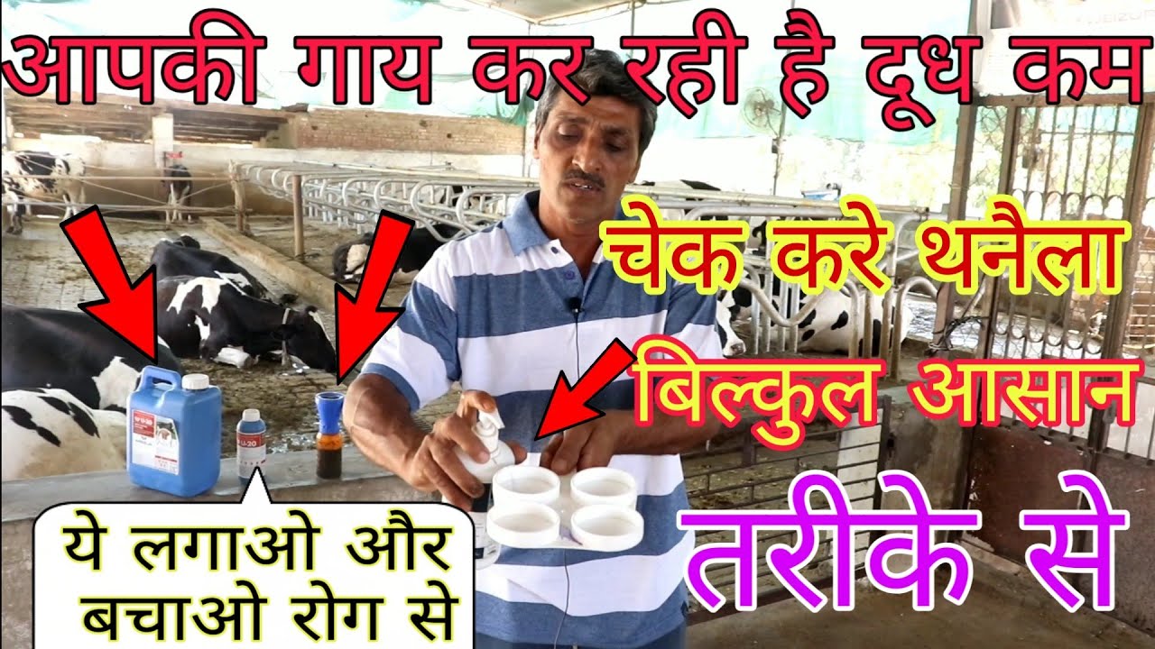 चेक करे गाय का थनैला रोग,,how to check mastitis