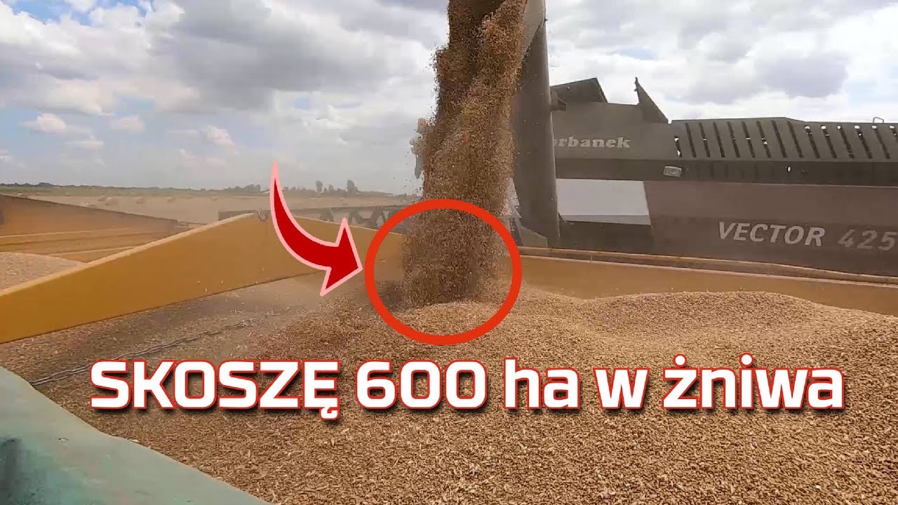 🔴Skoszę 600 Ha w tym roku Rostselmash Vector 425 w żniwa 2019 [opinia] nowy nabytek [Korbanek]