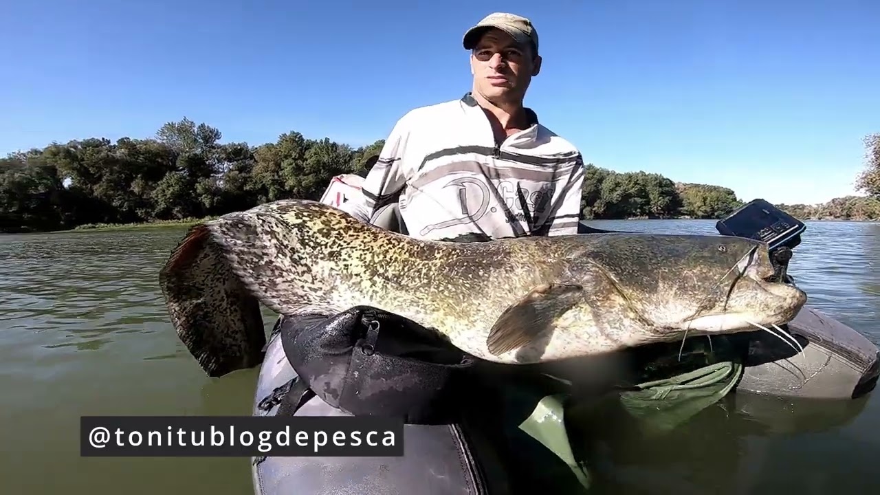 Siluros desde pato, picadas de infarto, una pesca emocionante, catfish ,silure in floattube