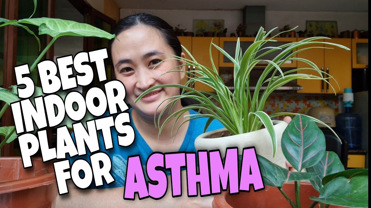 5 BEST INDOOR PLANTS FOR ASTHMA / HIKA