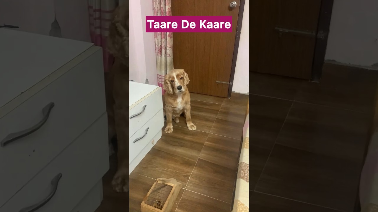 Taare de kaare #funny #pets #doglover #dogs  #doglife #youtubeshorts #punskaimraw