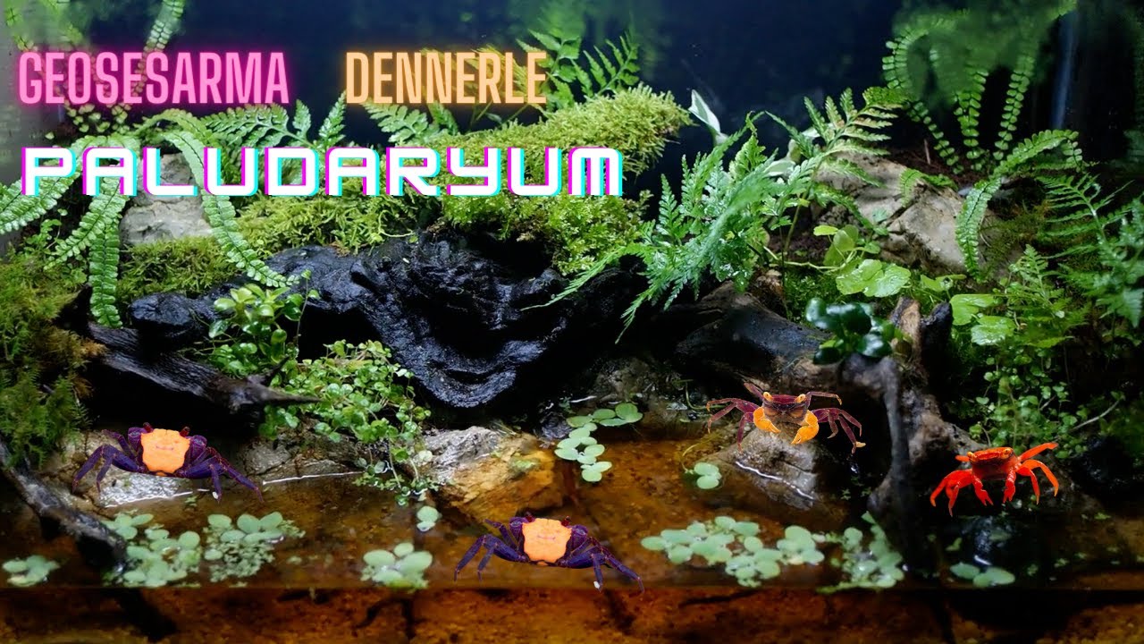 Vampir Yengeç Paludaryumu I Geosesarma Dennerle I How to build vampire crab paludarium?