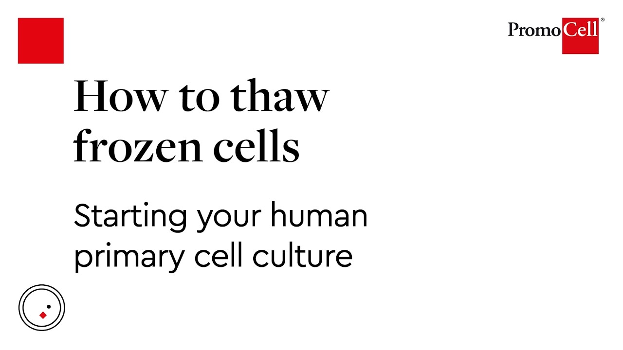 How to thaw frozen cells &ndash; starting your human primary cell culture