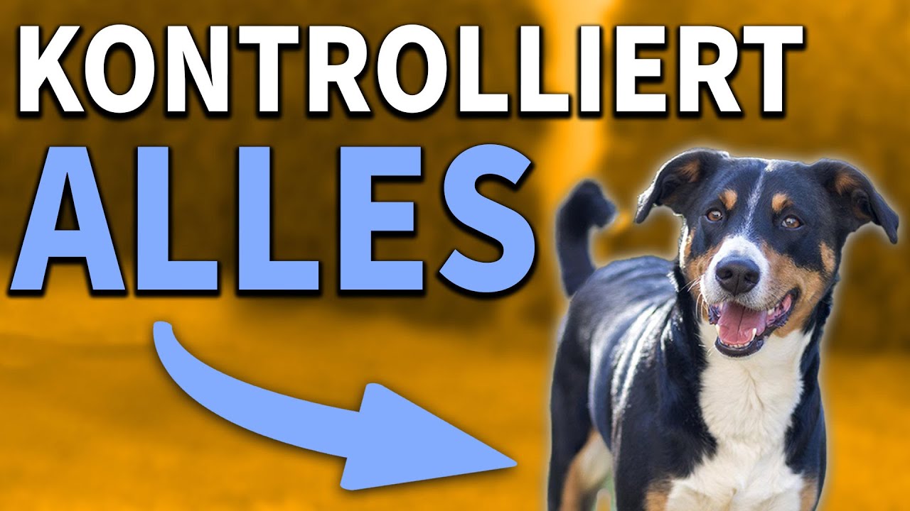 Kontrollzwang bei Hunden: Hüten, jagen, kontrollieren - Das Hausmeister-Gen