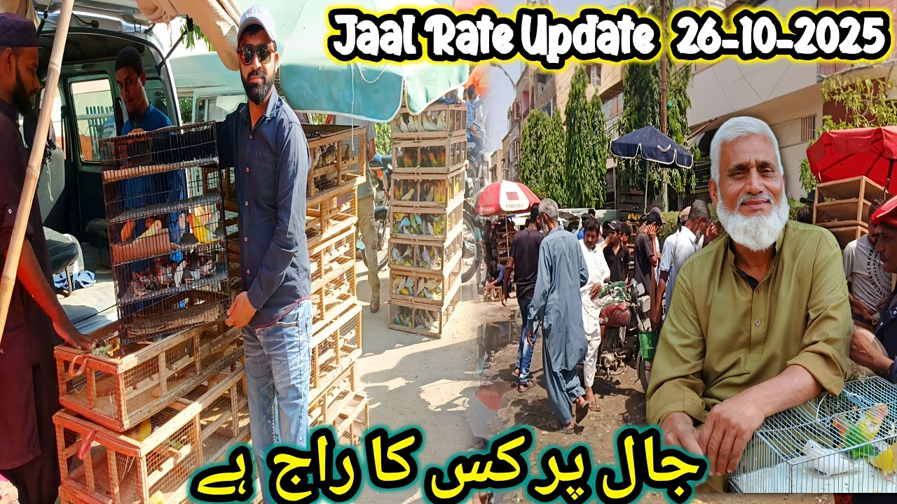 Lalukhet Sunday birds market live update jaal rate@SYEDBIRDS