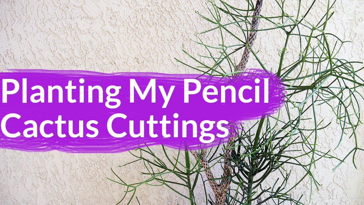Planting My Pencil Cactus Cuttings / Joy Us Garden