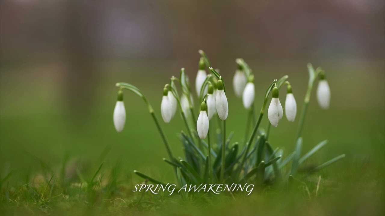 Spring Awakening