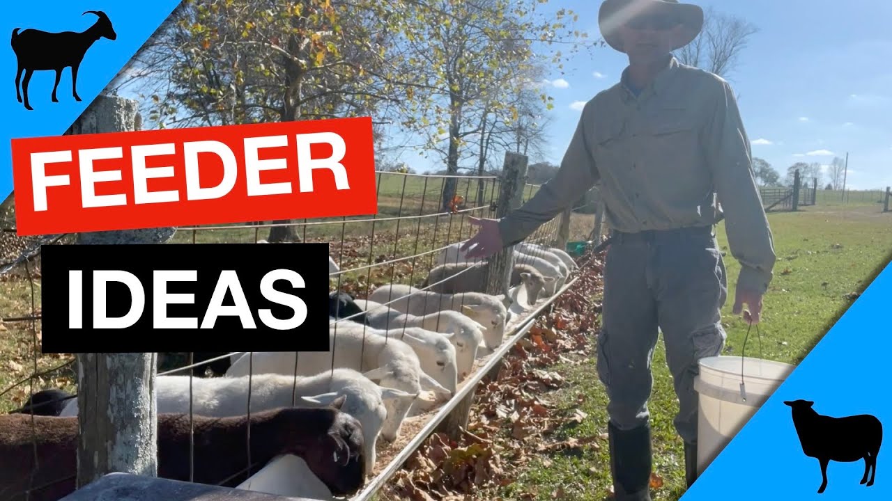 Goat and Sheep Feeding Troughs