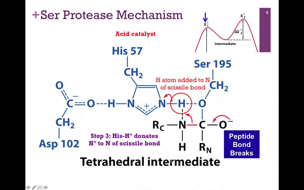 038-Chymotrypsin Mechanism
